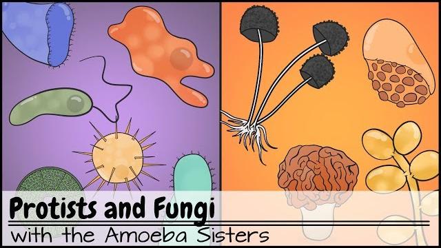 Protists and fungi Protists and fungi