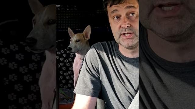 У щенка подкожный клещ будем лечить У щенка подкожный клещ будем лечить