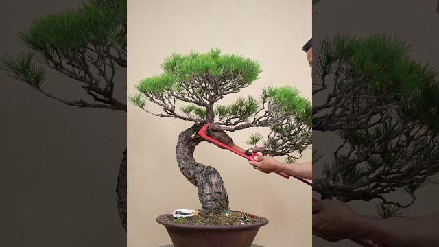 赤松 赤松