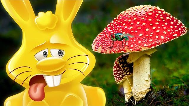 Желейный заяц харитон и грибы Желейный заяц харитон и грибы
