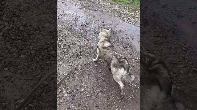 Собака майа, возьмите в добрые руки#красноярск Собака майа, возьмите в добрые руки#красноярск