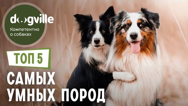 Топ 5 самых умных пород собак Топ 5 самых умных пород собак