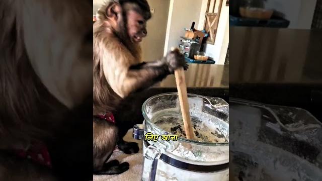 The capuchin monkey The capuchin monkey