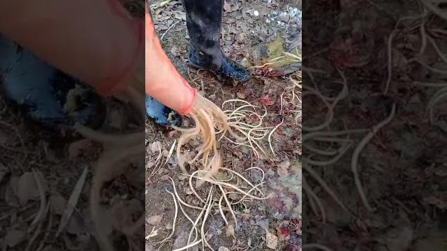 Аскаридоз лошадей Аскаридоз лошадей
