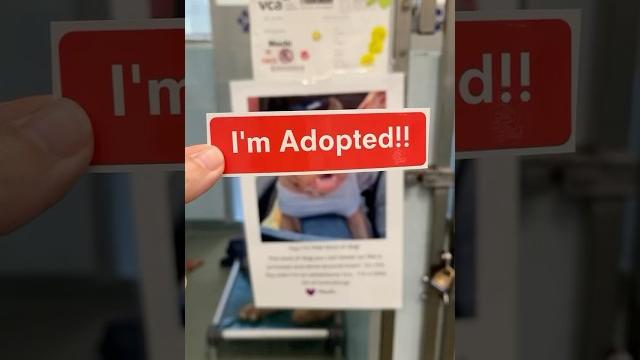 Happy tails sweet mochi!! go live your best life Happy tails sweet mochi!! go live your best life