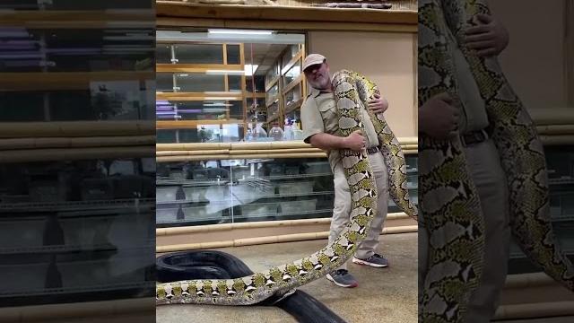 Epic giant snake! Epic giant snake!
