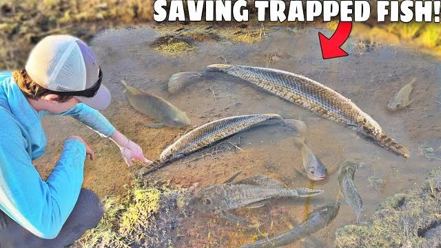 Saving fish trapped in mud! Saving fish trapped in mud!