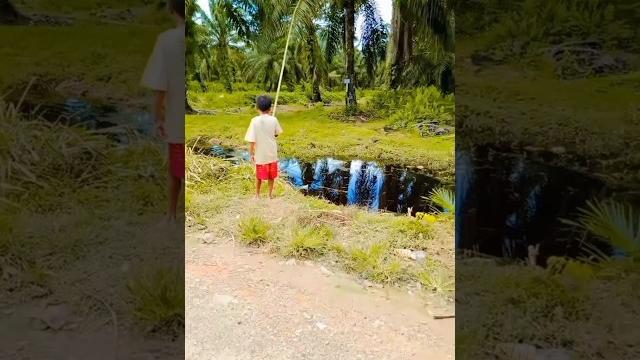 Bocil tobrut #mancing #shorts Bocil tobrut #mancing #shorts
