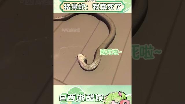 豬鼻蛇也是有點傻的可愛了 #豬鼻蛇 #冷知識 #動物世界 #萌寵 #蛇類科普 豬鼻蛇也是有點傻的可愛了 #豬鼻蛇 #冷知識 #動物世界 #萌寵 #蛇類科普