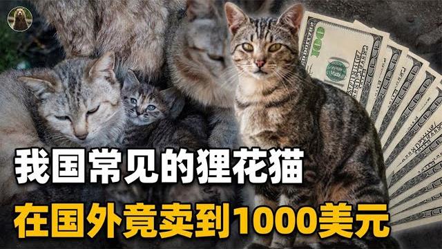 中国特有的狸花猫,一生只认一个主人,为何有人不愿养?【万物灵】 中国特有的狸花猫,一生只认一个主人,为何有人不愿养?【万物灵】
