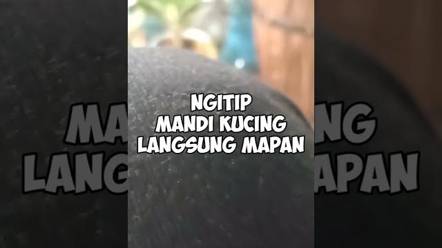 Ngintip mandi kucing langsung mapan Ngintip mandi kucing langsung mapan