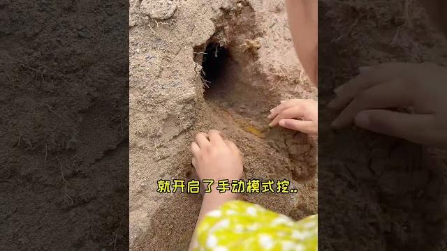 【雪球日记】我竟然被一只熊耍了?最后它的肚子不会是撑的吧!哈哈哈#金丝熊 #猫 【雪球日记】我竟然被一只熊耍了?最后它的肚子不会是撑的吧!哈哈哈#金丝熊 #猫