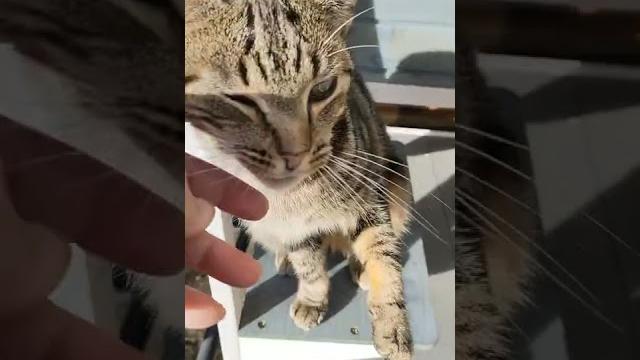 Just the happiest little puss cat ️ Just the happiest little puss cat ️