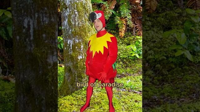 If birds were rappers #comedy #music #funny If birds were rappers #comedy #music #funny