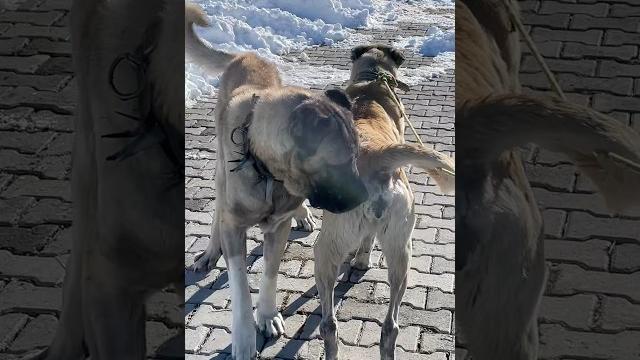 Di̇şi̇ kizana geldi̇ #kangal #dog #dogs #cat #animals #puppy #alabai #nature #wolf #bear #wildlife Di̇şi̇ kizana geldi̇ #kangal #dog #dogs #cat #animals #puppy #alabai #nature #wolf #bear #wildlife