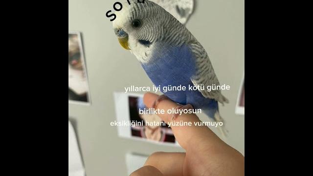 Sorammmm #keşfetbeniöneçıkar Sorammmm #keşfetbeniöneçıkar