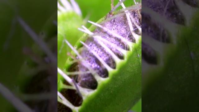 Dead ant vs venus fly trap (part 1) Dead ant vs venus fly trap (part 1)