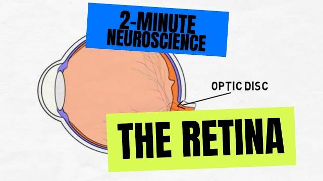 2-minute neuroscience: the retina 2-minute neuroscience: the retina