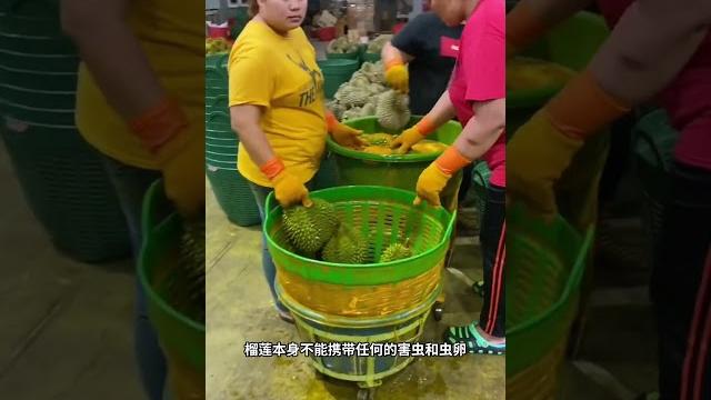泰国榴莲泡药水,其实是杀虫灭菌! 泰国榴莲泡药水,其实是杀虫灭菌!