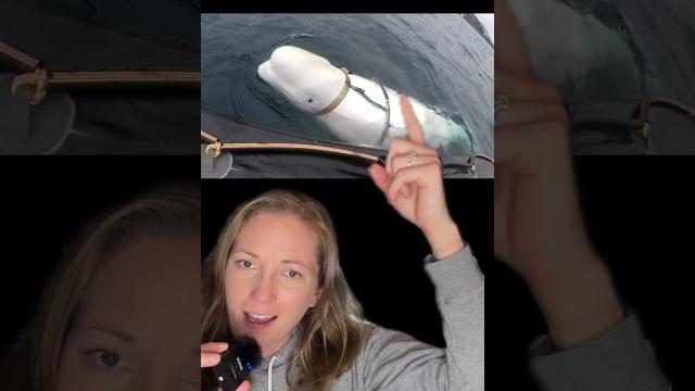 Russian spy whale hvladimir's tragic fate #shorts Russian spy whale hvladimir's tragic fate #shorts