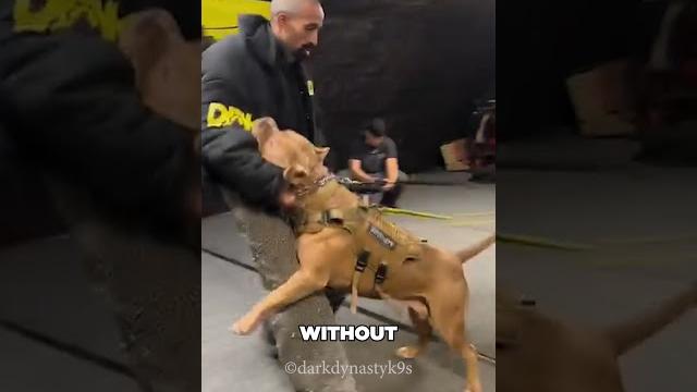 The ultimate test of loyalty (darkdynastyk9s) The ultimate test of loyalty (darkdynastyk9s)