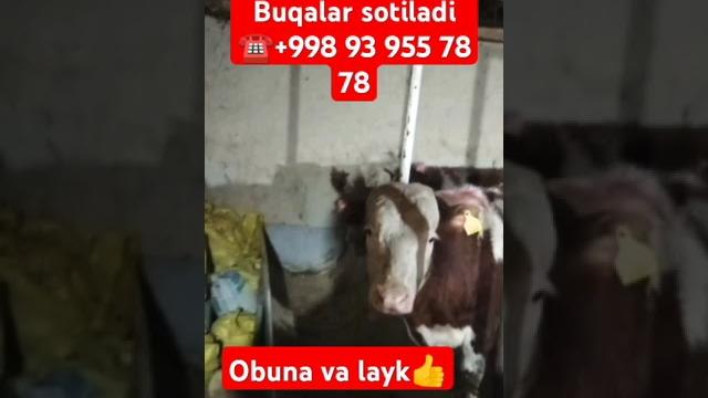 Granford buqalar sotiladi Granford buqalar sotiladi