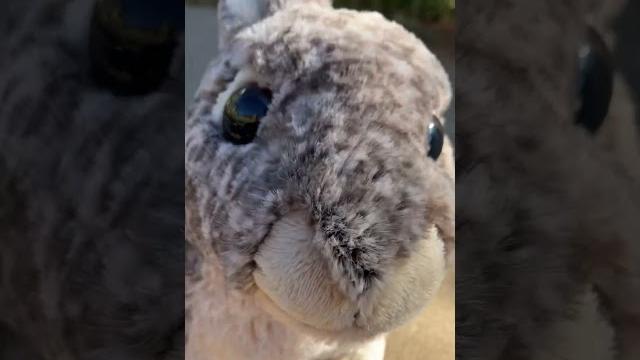 Boop the bunny Boop the bunny