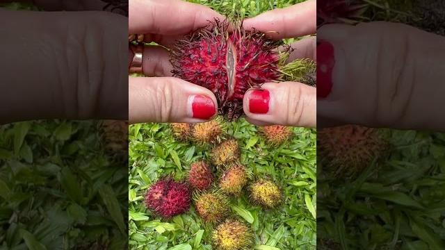 So juicy #rambutan #fruit #sweet #yummy #asmr #shortvideo So juicy #rambutan #fruit #sweet #yummy #asmr #shortvideo