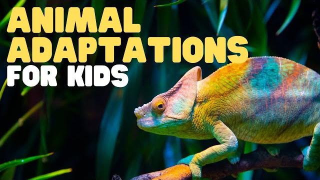 Animal adaptations for kids, learn about physical, life cycle, and behavioral adaptations of animals Animal adaptations for kids, learn about physical, life cycle, and behavioral adaptations of animals