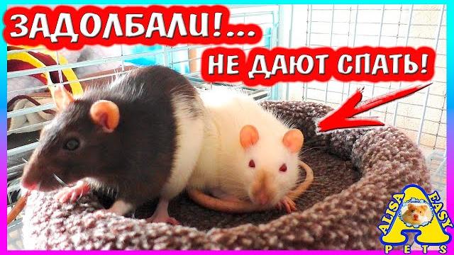 Крысяки - задолбаки!.. / почему крысы не дают спать? / что творят крысы ночью? / alisa easy pets Крысяки - задолбаки!.. / почему крысы не дают спать? / что творят крысы ночью? / alisa easy pets