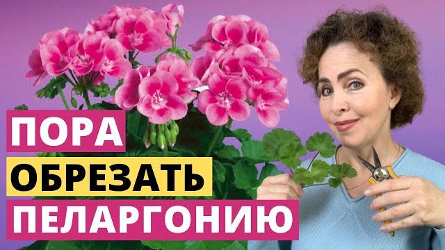 Весенняя обрезка пеларгонии. пеларгония уход. Весенняя обрезка пеларгонии. пеларгония уход.