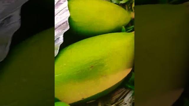 Nun mircha sange mango #viral Nun mircha sange mango #viral