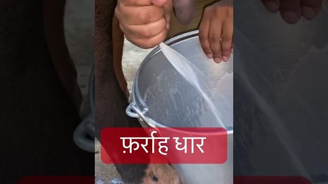 Milking l dr umar khan Milking l dr umar khan