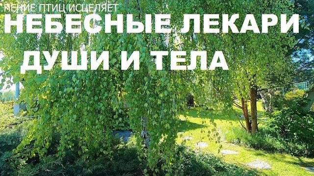 Лесные птицы лечат душу.своим высоковибрационным пением они успокаивают нервы,дарят радость и покой. Лесные птицы лечат душу.своим высоковибрационным пением они успокаивают нервы,дарят радость и покой.