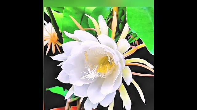 维护情感关系的良药,获得神灵暗助的灵丹。。。 维护情感关系的良药,获得神灵暗助的灵丹。。。