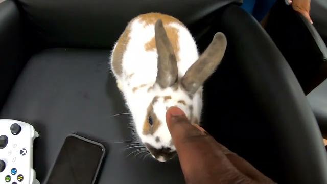 Boop the bunny Boop the bunny