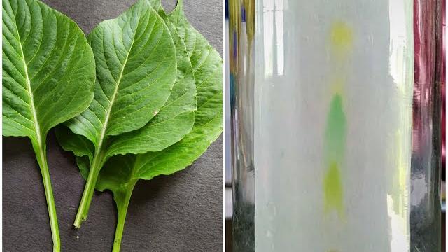 종이 크로마토그래피 실험 종이 크로마토그래피 실험