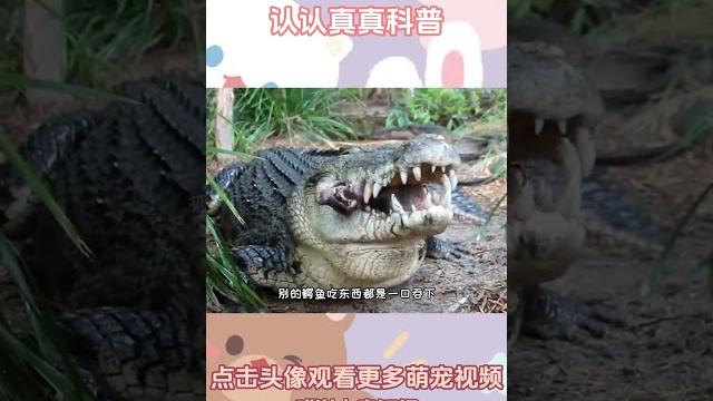 扬子鳄,鳄鱼家族的小可爱,战力嗲嗲嗲的存在! #扬子鳄 #鳄鱼 #动物解说 扬子鳄,鳄鱼家族的小可爱,战力嗲嗲嗲的存在! #扬子鳄 #鳄鱼 #动物解说