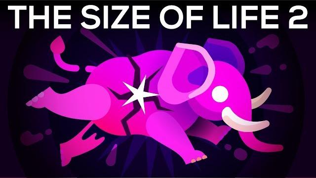 How to make an elephant explode – the size of life 2 How to make an elephant explode – the size of life 2