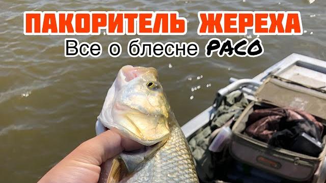 Жерех на блесну paco pontoon 21 | все о блесне paco Жерех на блесну paco pontoon 21 | все о блесне paco