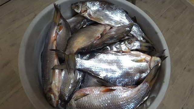 Dried salted fish in a bucket. the most delicious dried fish. Dried salted fish in a bucket. the most delicious dried fish.