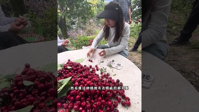 #村干部日常 #乡村守护人 #汶川车厘子 汶川大樱桃直播专场… #村干部日常 #乡村守护人 #汶川车厘子 汶川大樱桃直播专场…