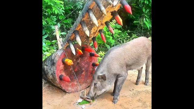 The last different animal trap The last different animal trap