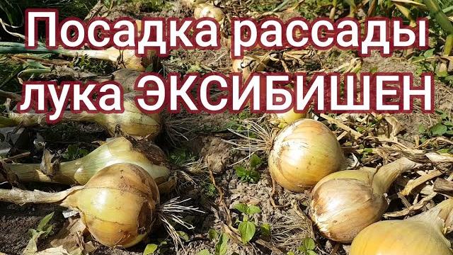 Посадка рассады лука эксибишен Посадка рассады лука эксибишен