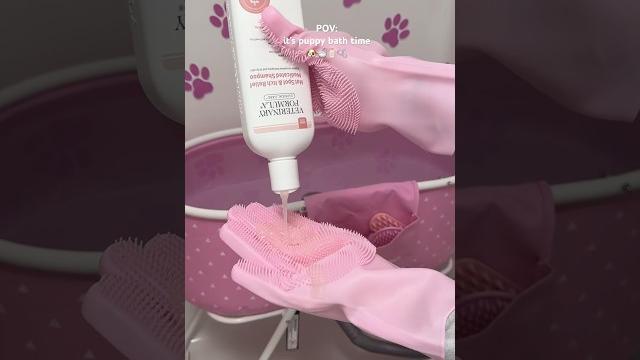 It’s bath time! #shorts #puppy #pink #asmr #asmrvideo #poodle It’s bath time! #shorts #puppy #pink #asmr #asmrvideo #poodle