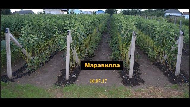 Малина маравилла. шпалера Малина маравилла. шпалера