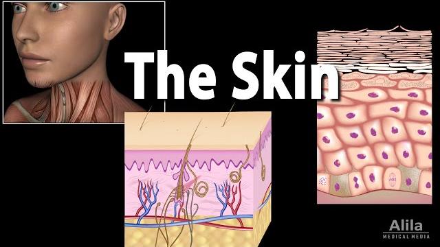 Anatomy and physiology of the skin, animation Anatomy and physiology of the skin, animation