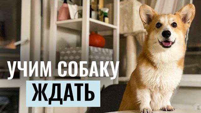 Как научить собаку ждать по команде? пошаговое обучение выдержке и опыт знаменитых дог-блоггеров Как научить собаку ждать по команде? пошаговое обучение выдержке и опыт знаменитых дог-блоггеров