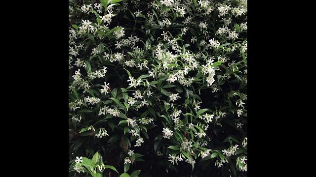 Daniel sparler and trachelospermum jasminoides or star jasmine - nhs board members present Daniel sparler and trachelospermum jasminoides or star jasmine - nhs board members present