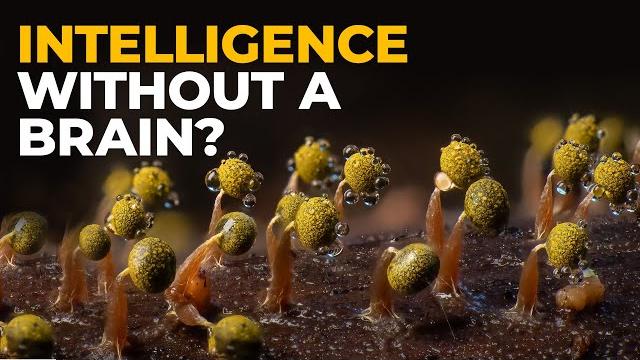 The insane biology of: slime mold The insane biology of: slime mold